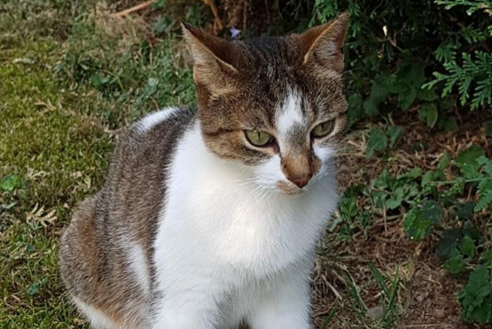 Disappearance alert Cat Female , 12 years Saint-Genis-Laval France