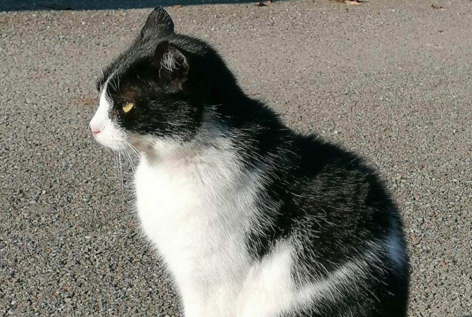 Alerta de Desaparición Gato Macho , 9 años Villeurbanne Francia