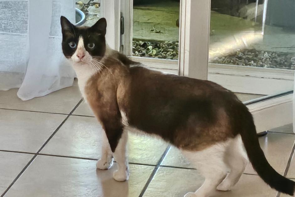 Alerte Découverte Chat Inconnu L'Arbresle France