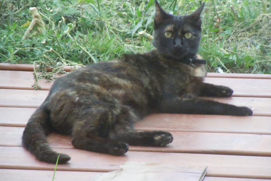 Avviso scomparsa Gatto  Femmina , 9 anni Pusignan Francia